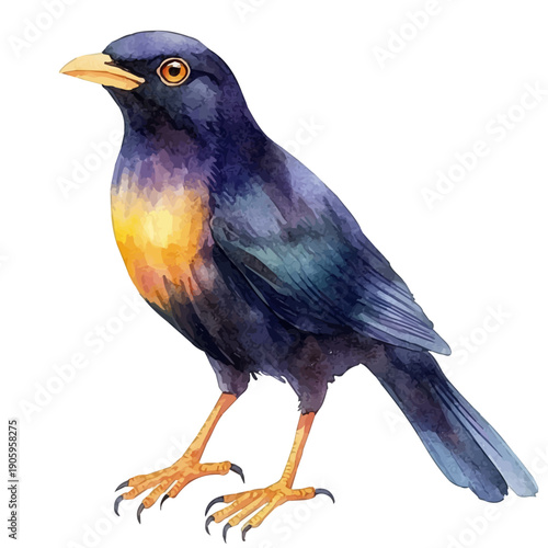 Myna Bird, elegant watercolor vector painting with refined details, isolated on a white background.