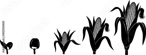 Corn plant growth stages illustration with leaves and cob on transparent background silhouette

