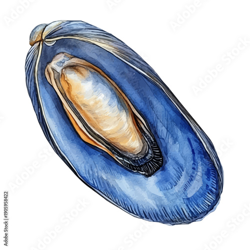 Mussel, vibrant painting vector in watercolor style with playful brushwork and lively colors, isolated on a white background.