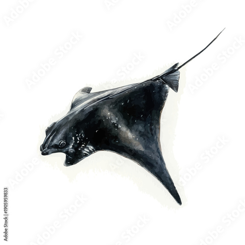 Manta Ray, elegant watercolor vector painting with refined details, isolated on a white background.