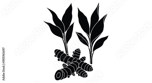 Black silhouette of turmeric roots and leaves on a white background