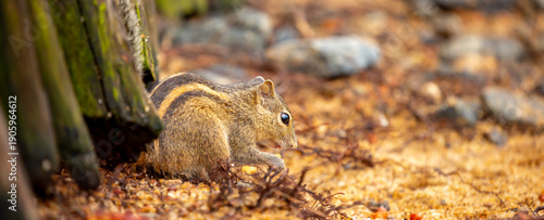 Photography Chipmunk against the backdrop of tropical nature