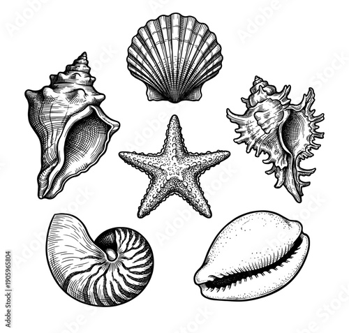 Seashells and starfish detailed arrangement
