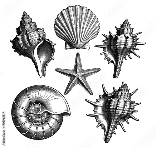 Seashells and starfish vintage collection