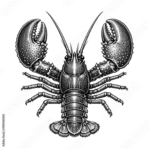 Lobster with prominent claws and antennae