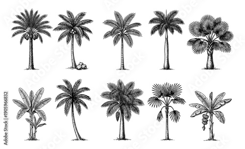 Set of tropical palm and banana plants, isolated
