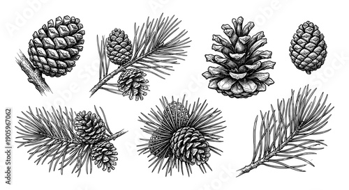 Set of Pine cones and needles in detailed line art