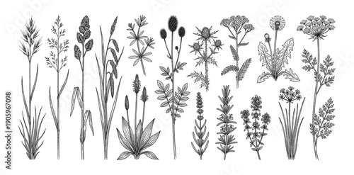 Set of Grasses and wildflowers in detailed line art