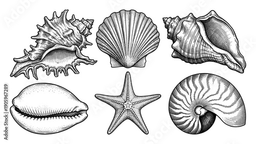 Detailed seashell and starfish line art set