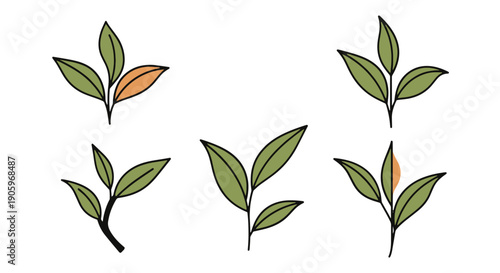 Tea Leaf Line art premium color outline design