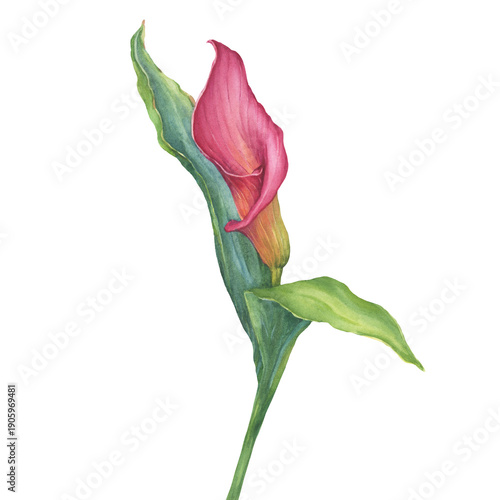 Beautiful single pink calla lily flower bouquet with green leaf (Zantedeschia rehmannii, pink arum lily). Floral botanical greeting card. Hand drawn watercolor painting illustration isolated on white