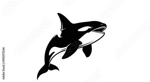 Orca whale illustration on white background