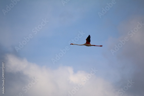 Flamant rose en vol avec ses belles couleurs rose à Delta de l'Ebre en Espagne