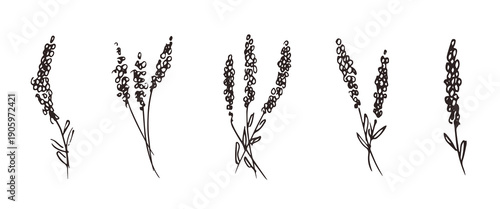 Minimalistic set of designs with lavender ink Hand-drawn lavender isolated, botanical design