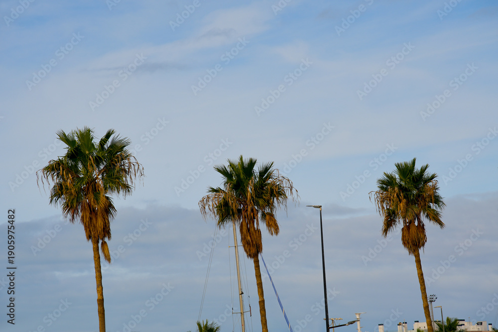 Obraz premium Palm trees standing under blue cloudy sky