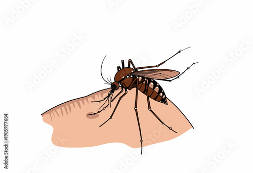 Illustration of a Mosquito Biting Human Skin Highlighting Vector-borne Disease Transmission and Insect Anatomy