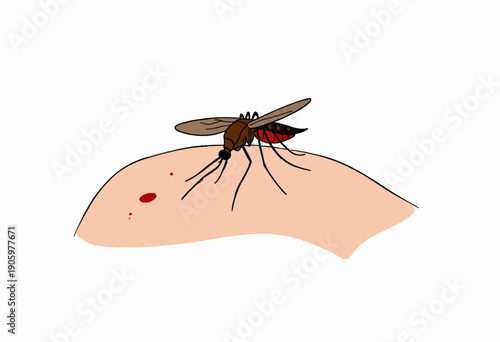 Anatomical Illustration of a Mosquito Feeding on Human Skin Highlighting Blood Feeding Behavior and Skin Interaction