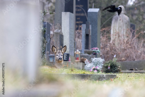 Reh am Wiener Zentralfriedhof
