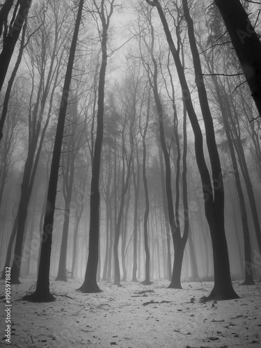 Beech forest. Cold, melting snow, end of winter. Black and white photo.