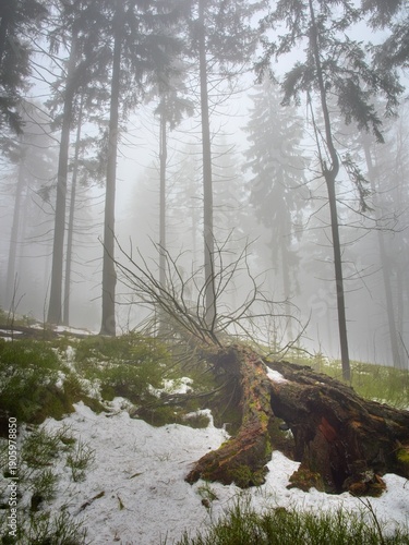 Fallen tree in the forest. Cold, melting snow, end of winter.