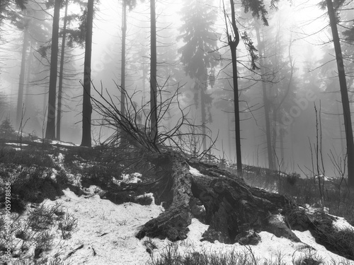 Fallen tree in the forest. Cold, melting snow, end of winter. Black and white photo.
