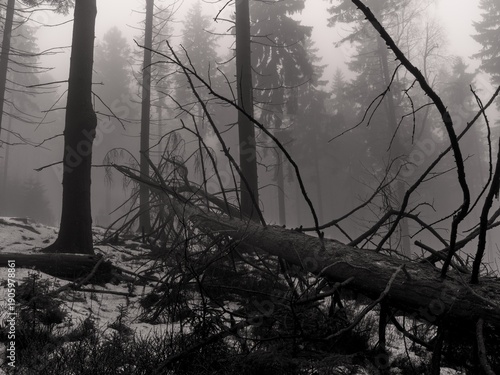 Fallen tree in the forest. Cold, melting snow, end of winter. Black and white photo.