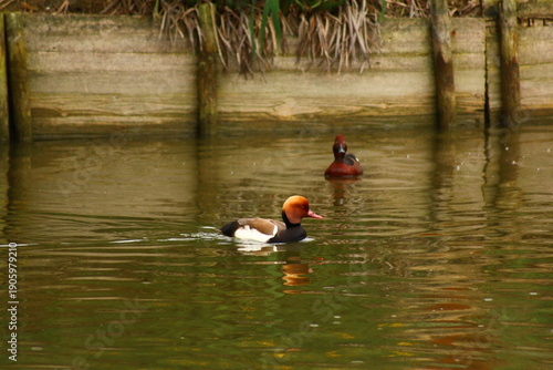 Canard espagnol Nette rousse mâle dans une mare à Delta de l'Ebre en Espagne