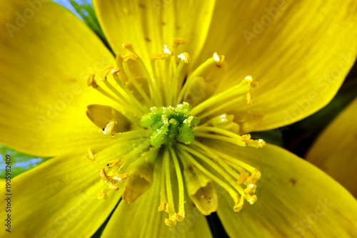 Foto Close-up of a yellow blooming aconite flower in a meadow in spring