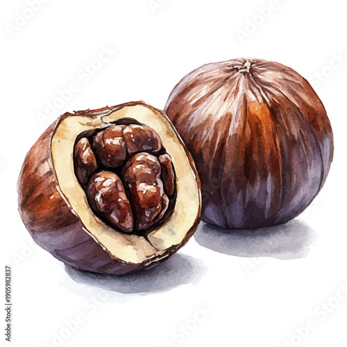watercolor of Roasted Chestnuts, vector, isolated on a white background.