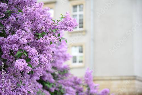 Purple lilac blossoms growing near city architecture symbolize spring renewal and calm urban lifestyle.