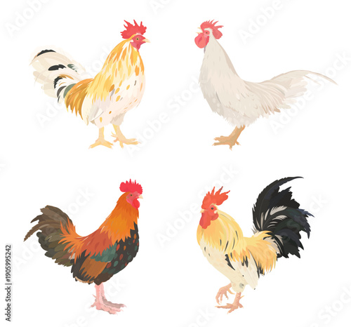 Cute cartoon farm Birds collection. Vector hand drawn illustrations of Rooster (Cock) isolated on white background. Set of poultry clip art.