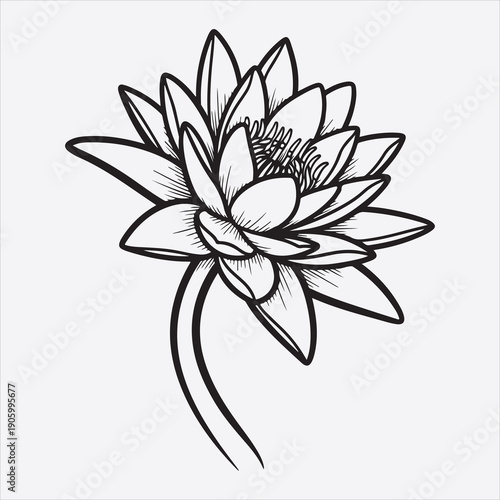 Water lili vector flower design
