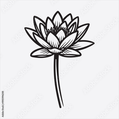 Fotografie Water lili vector flower design