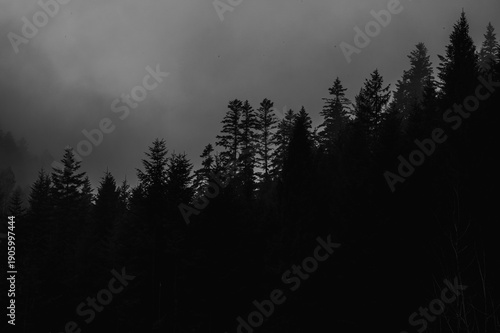 Obraz na plátne Moody silhouettes of dark pine trees in thick mountain fog and mist under an overcast sky
