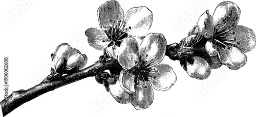 April blossoming branches vintage botanical illustration for nature designs