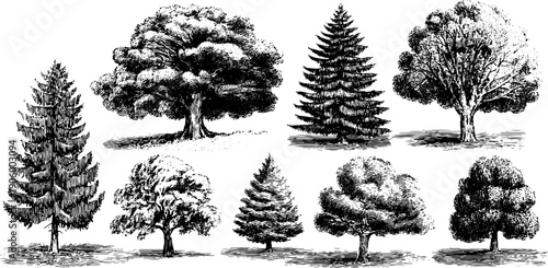 Vintage botanical plate of architectural tree elements for design and decoration