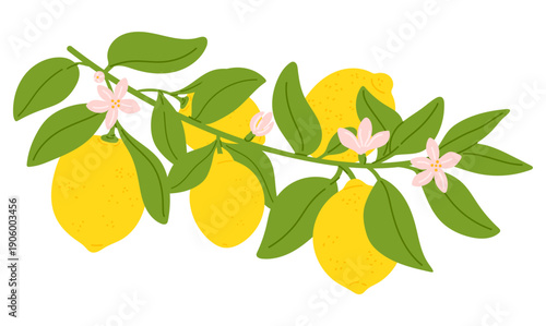 Branch of yellow lemons with pink flowers and green leaves. Ripe fruits. Summer citrus plant. Juicy citron. Garden tree crop. Fresh Italian harvest. Vector isolated botanical element