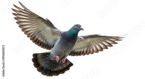 Rock Pigeon Flying with Spread Wings Isolated on White Background – Urban Bird in Mid Air