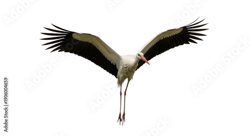 White Stork Landing with Spread Wings Isolated on White Background – Elegant Wading Bird in Flight