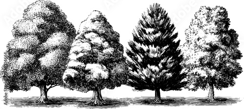 December nature cycle - vintage botanical engraving of winter trees for art and design