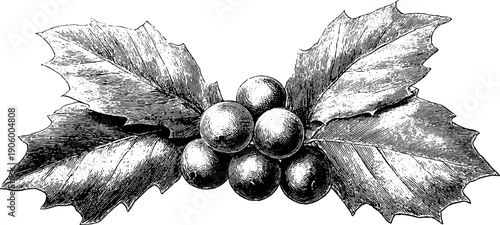 Festive decorative vintage botanical composition with symmetrical holly leaves and berries for holiday design