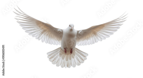 White Dove Flying with Fully Spread Wings Isolated on White Background – Symbol of Peace and Freedom