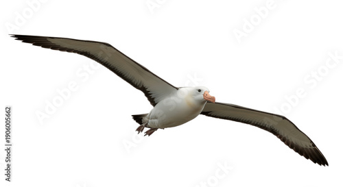 Seagull Gliding with Outstretched Wings Isolated on White Background – Front View Coastal Bird in Flight