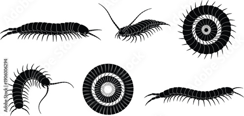 Centipede and millipede silhouette set, creepy crawling insects with many legs, curled up bug shapes, vector illustration collection