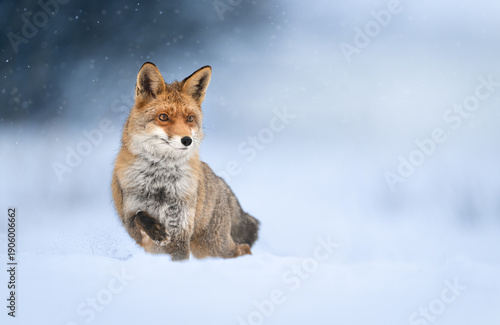 Wallpaper Mural Red fox ( Vulpes vulpes ) in winter scenery Torontodigital.ca