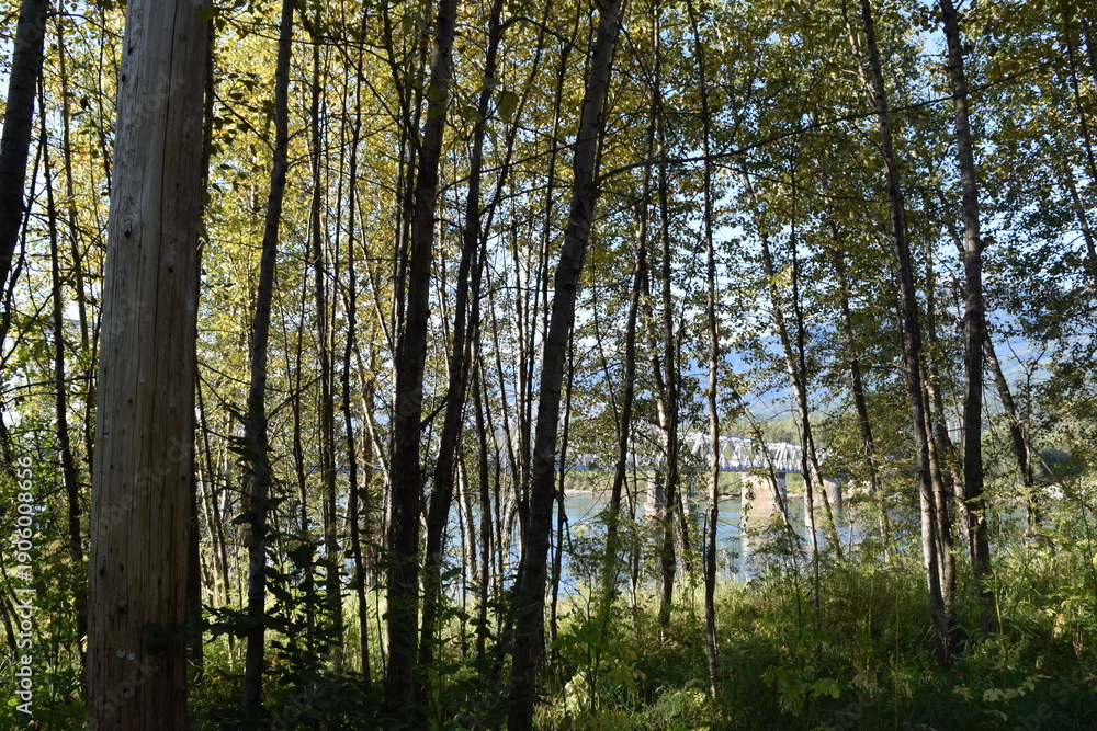 Obraz premium trees in the forest