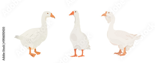 Cute cartoon farm Birds. Vector hand drawn illustration set of White Goose isolated on white background. Cute domestic animal clip art.