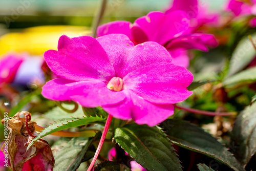 Photos Bright pink Impatiens walleriana (Busy Lizzie) flower blooming at a nursery in Waukesha County, Wisconsin, during a sunny June
