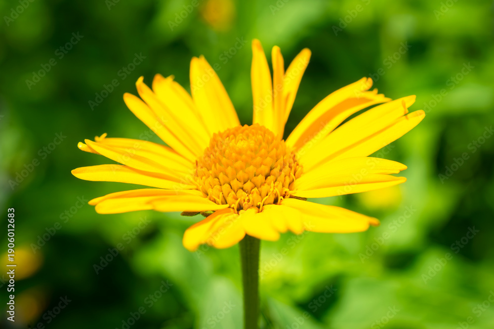 Obraz premium Bright yellow Oxeye Sunflower (Heliopsis helianthoides) blooming at a nursery in Waukesha County, Wisconsin, during a sunny June day.