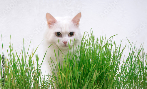 Wallpaper Mural White cat in green grass. Young grass sprouts as a source of vitamins. Torontodigital.ca